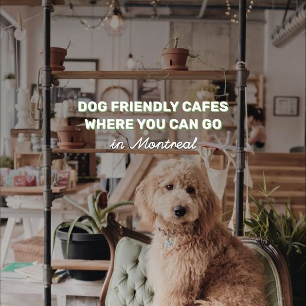 Dog café hotsell near me