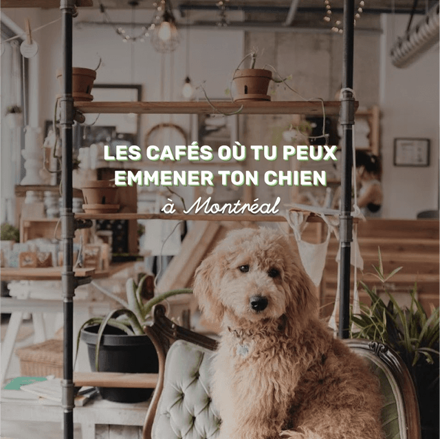 Cover of Les cafés où tu peux emmener ton chien à Montréal