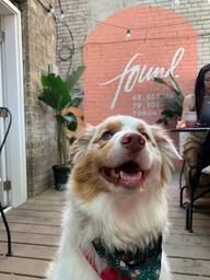 Such a nice place to brunch and relax. The salmon and avocado toasts are amazing. Friendly staff. The patio is adorable. A+ for being doggy friendly 🤍